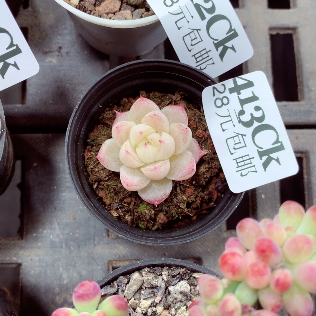 5厘米盆精控多肉413