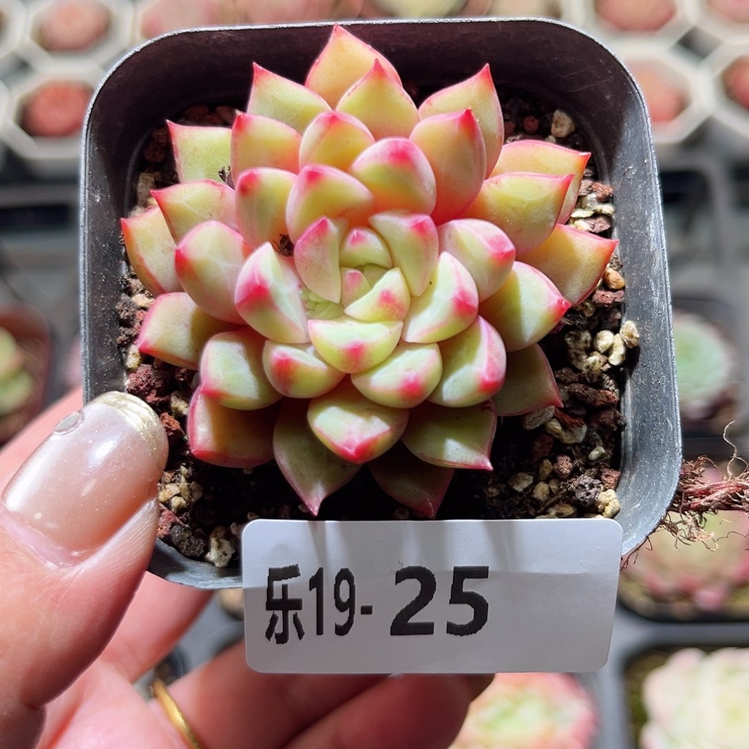 乐19-25 本巴蒂斯