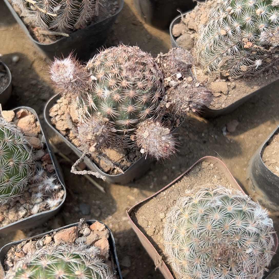 多肉植物多肉植物