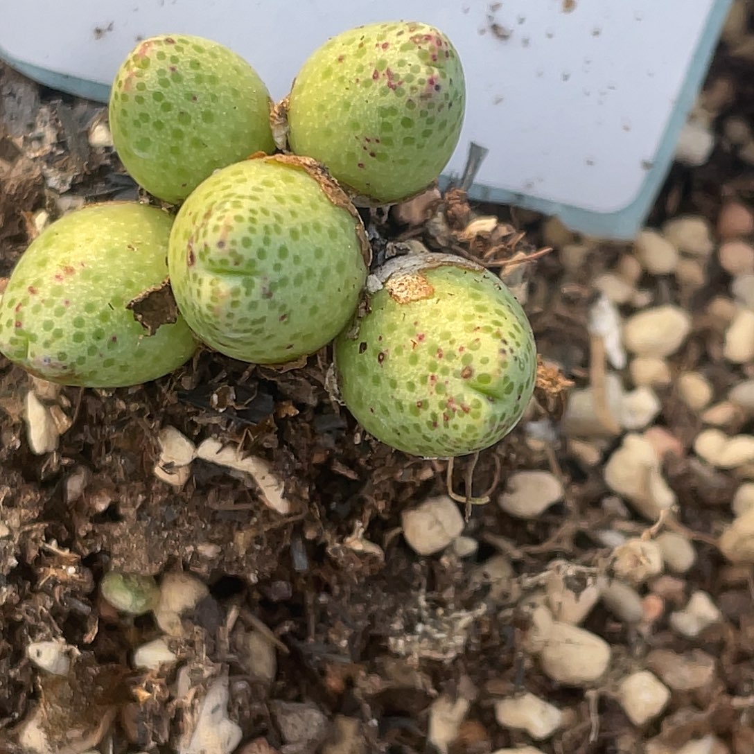 岚***美14-114肉锥多肉植物