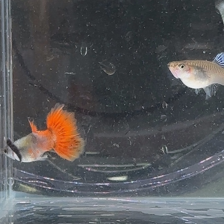 孔雀鱼蓝耳孔雀鱼1对