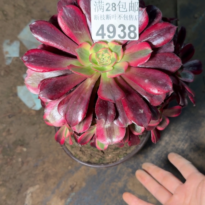 4938美杜莎不包断枝