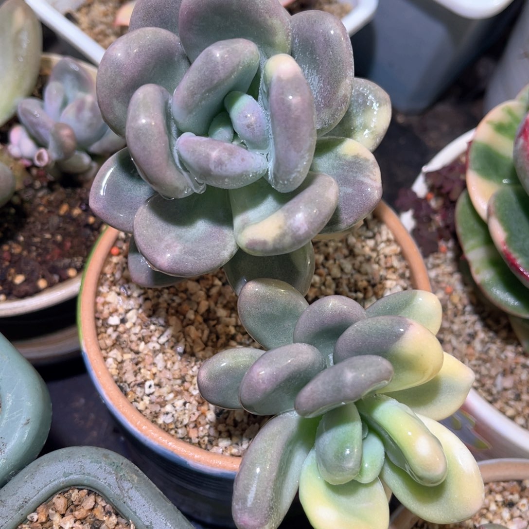 多肉特价大叶奶酪锦