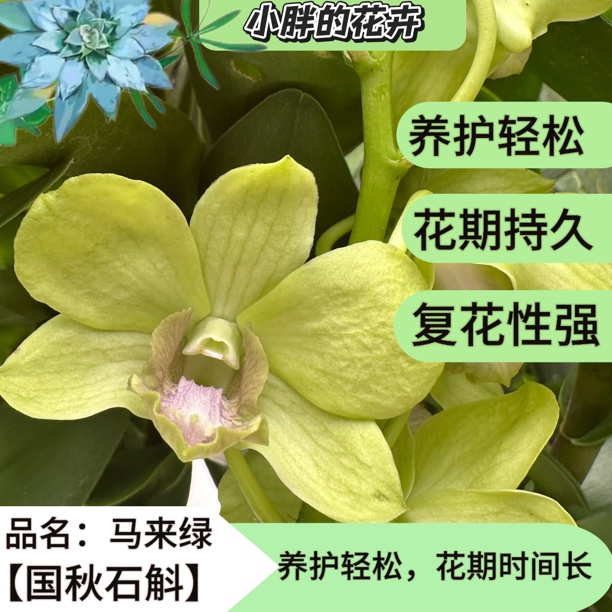 精品《秋石斛：马来绿 》特点:苗子肥壮，根系发达