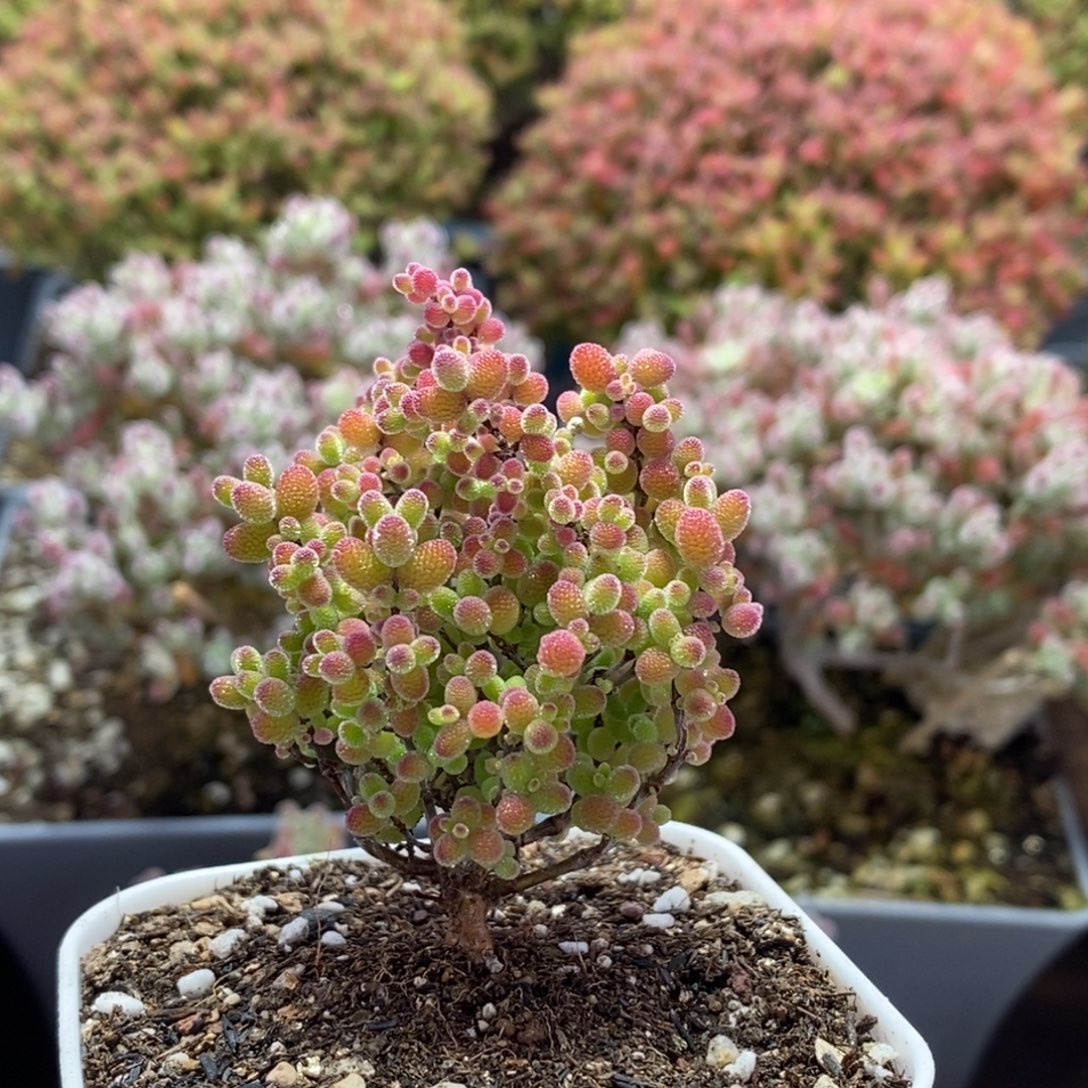 蜜橘糖球3582枝干番杏