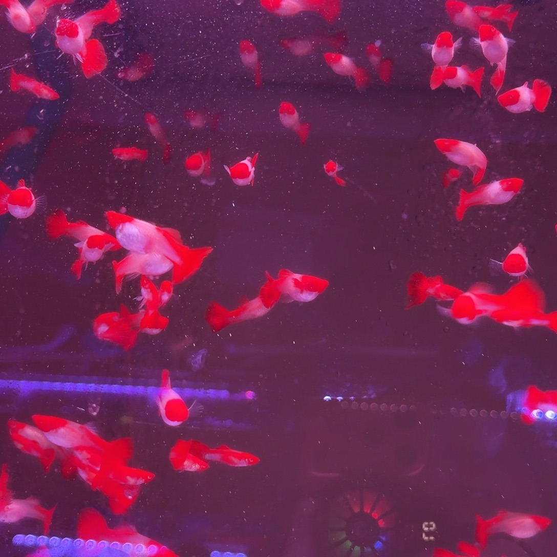 孔雀鱼鸿运当头10对(6对送4对备损)