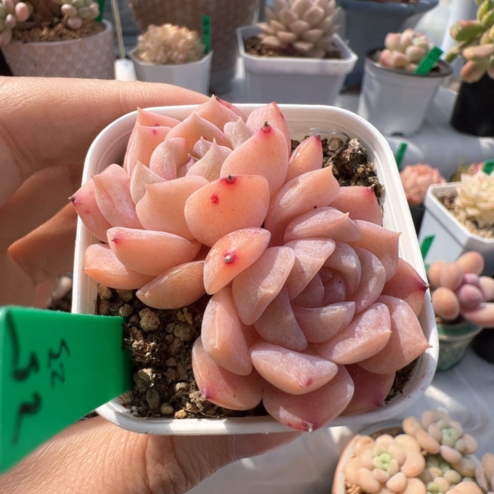 25 糖心 冠幅5.5厘米