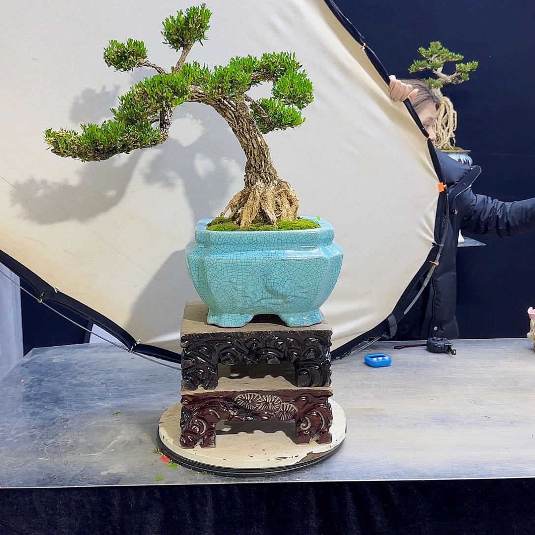 高端黄杨盆景艺术