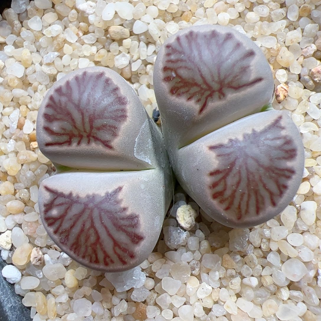 【闪购商品】379 菊