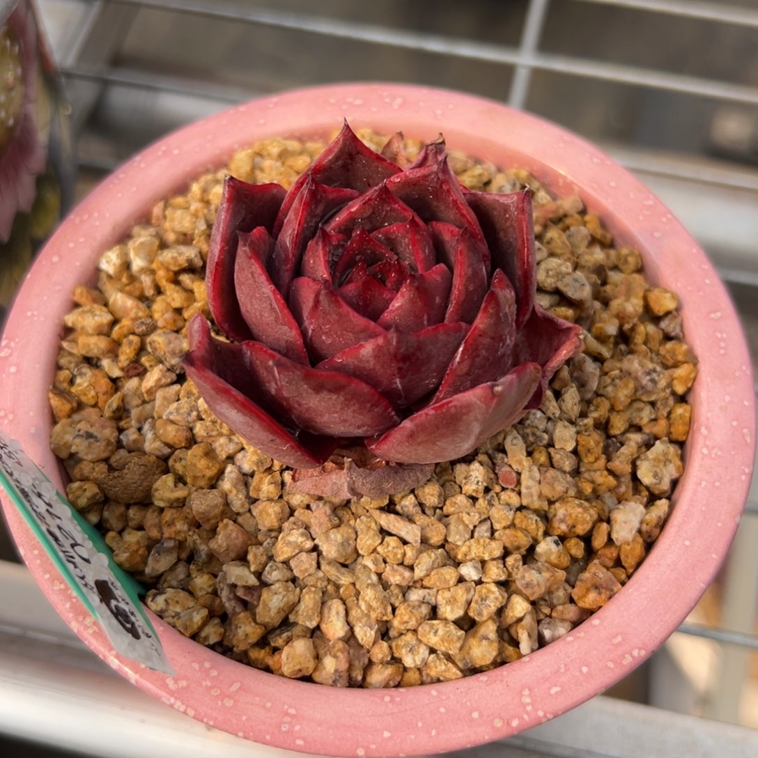 多肉一物一拍0216-86