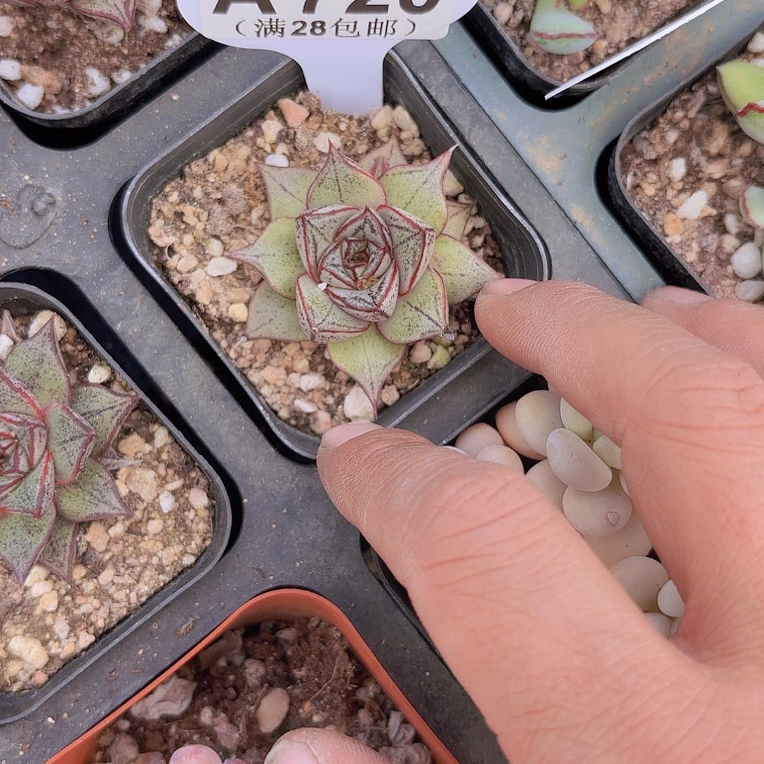 A720白合金一物一拍