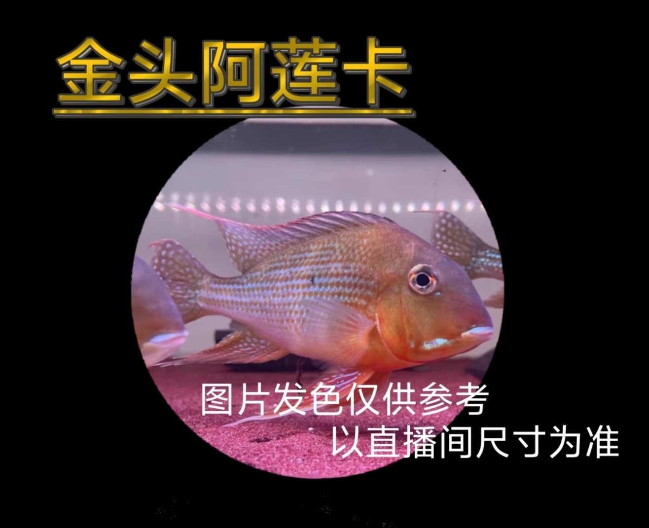  阿莲卡金头 小型热带观赏鱼  