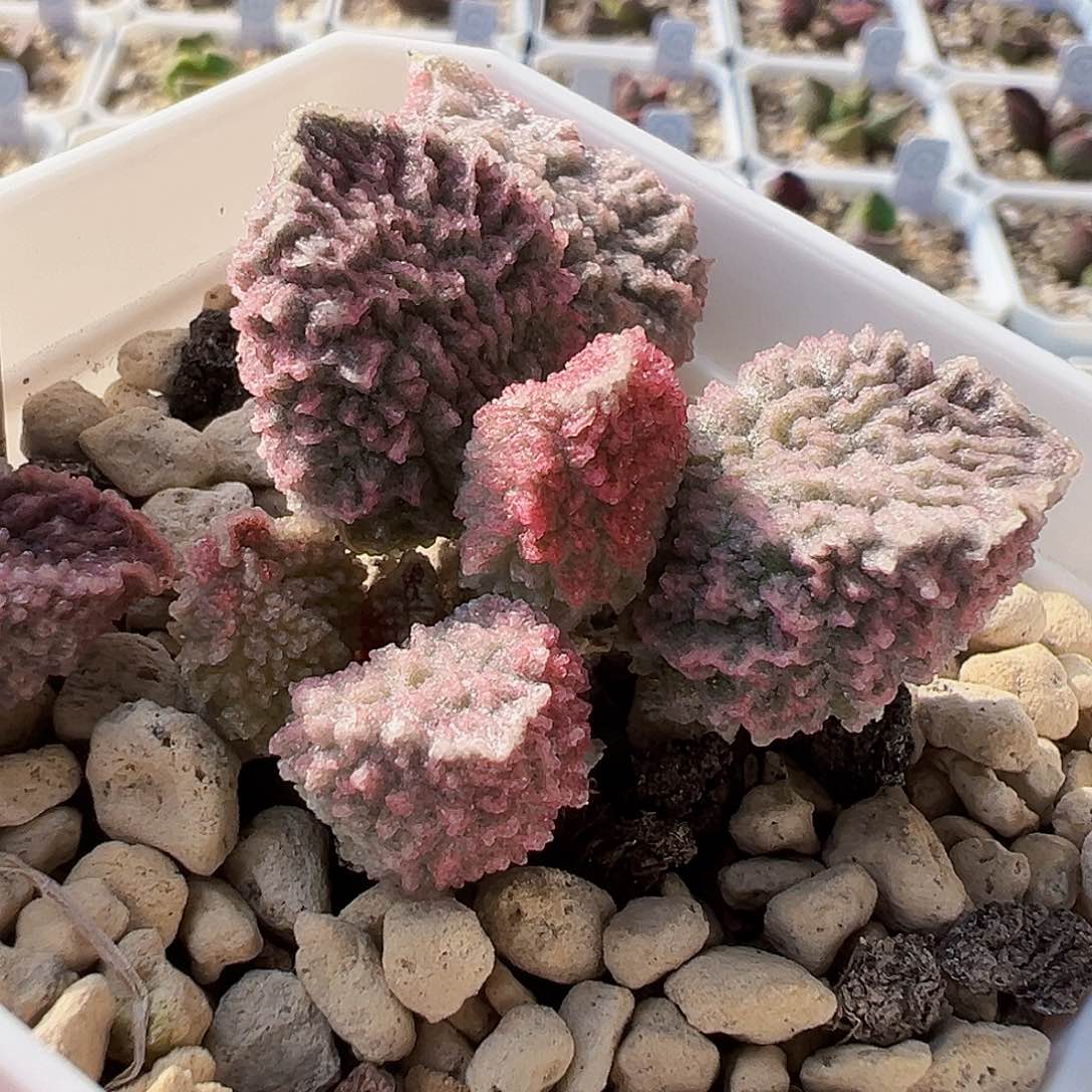 21-195实生水泡 出叶片。