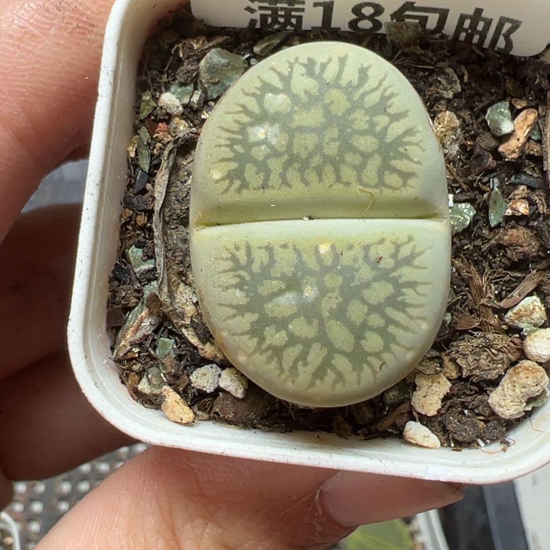 【闪购商品】258……