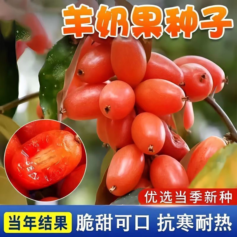 羊奶果种子 当年结果高产超甜大果懒人易种盆栽地栽水果四季种植