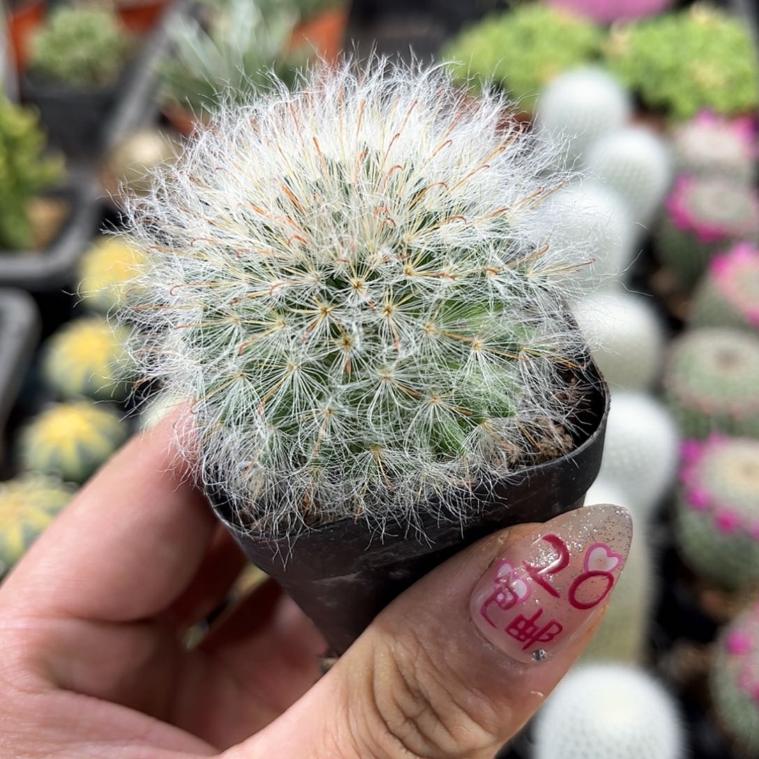 高沙单头发货有根发货