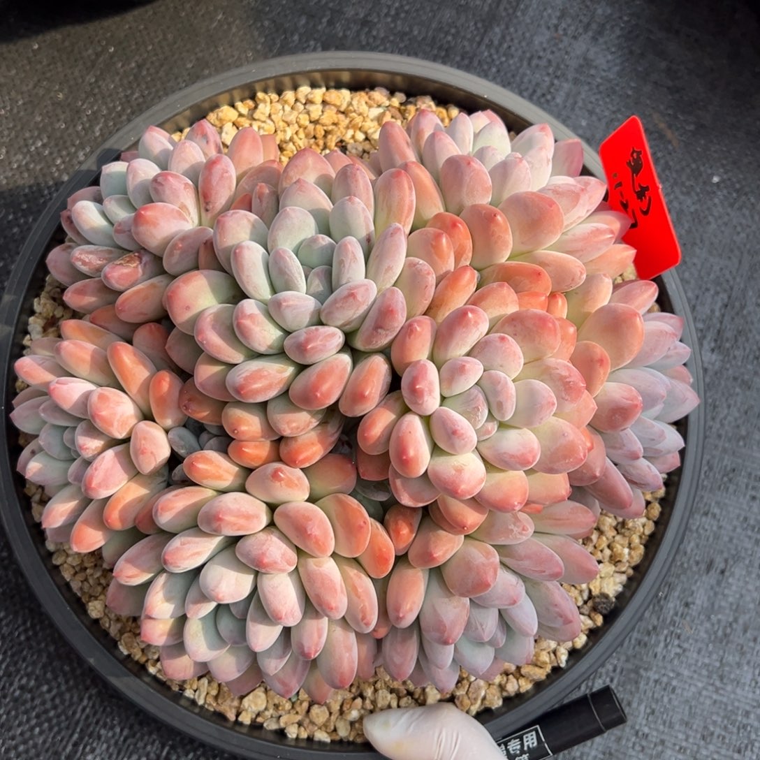 1127111111111111111111