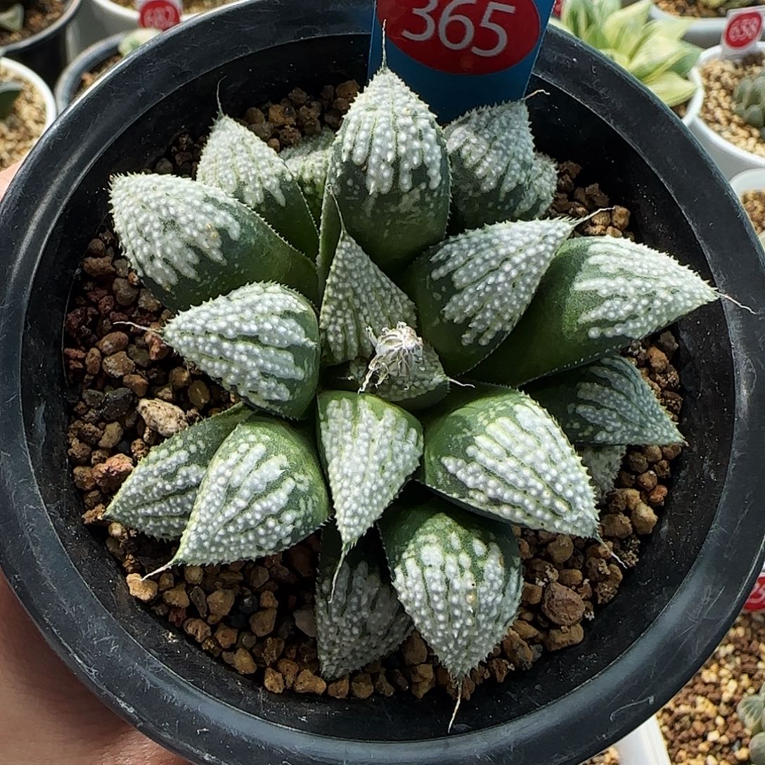 365号实生多基因一物一拍带盆土