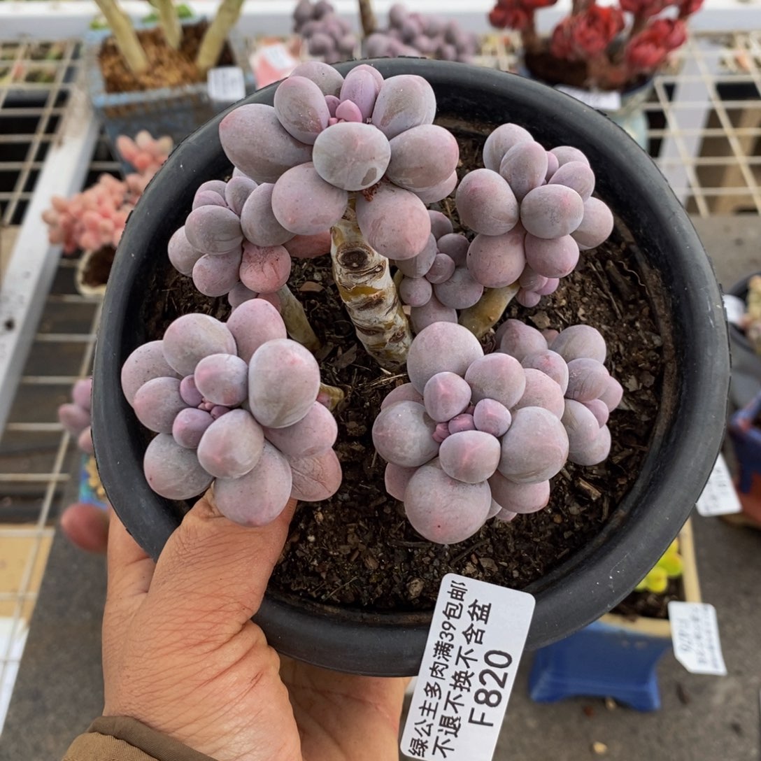 香水手指820/10c m