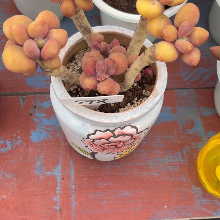 华****金肉肉肉肉肉肉肉