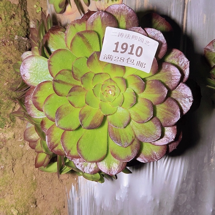 1910花月夜多肉植物