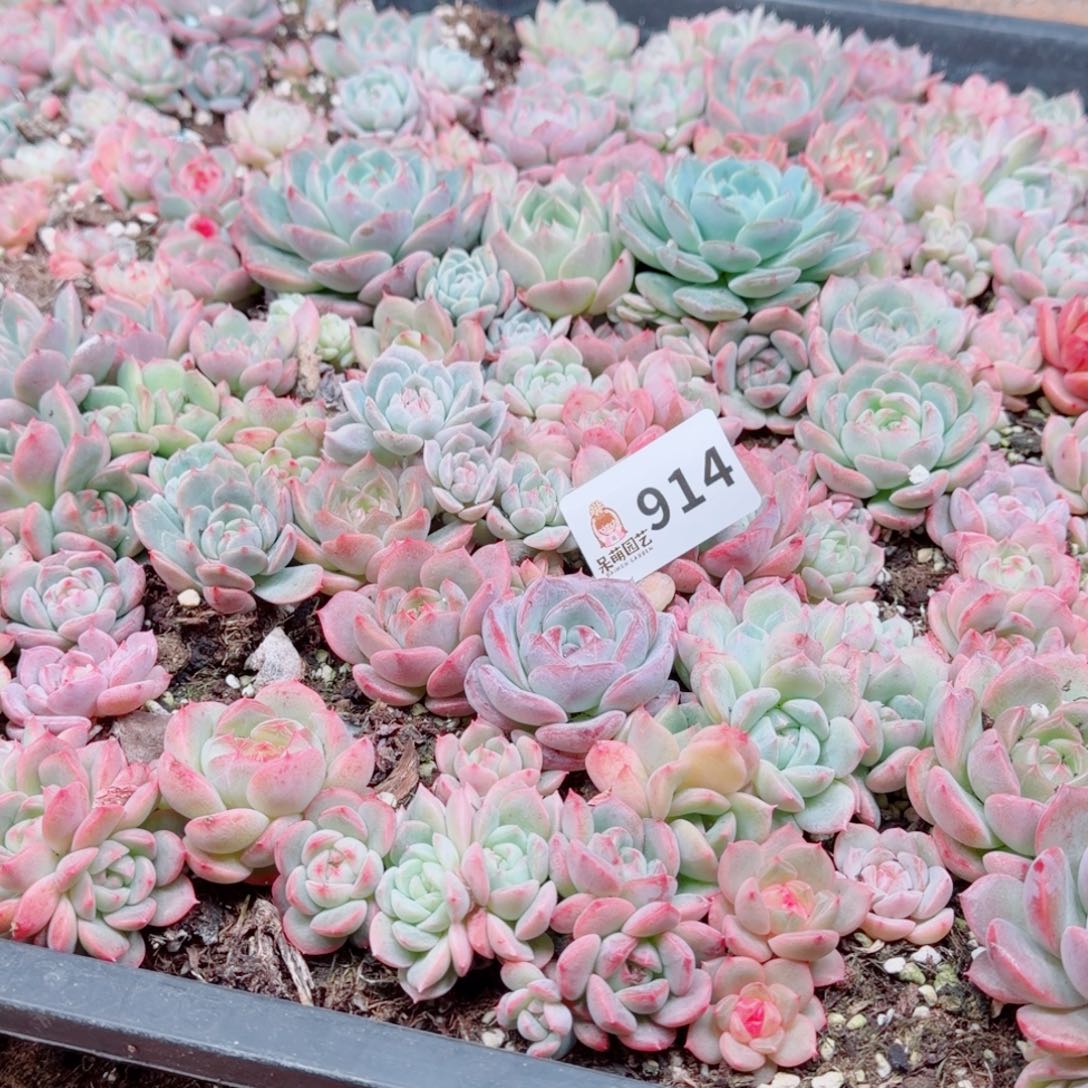 多肉植物多肉植物