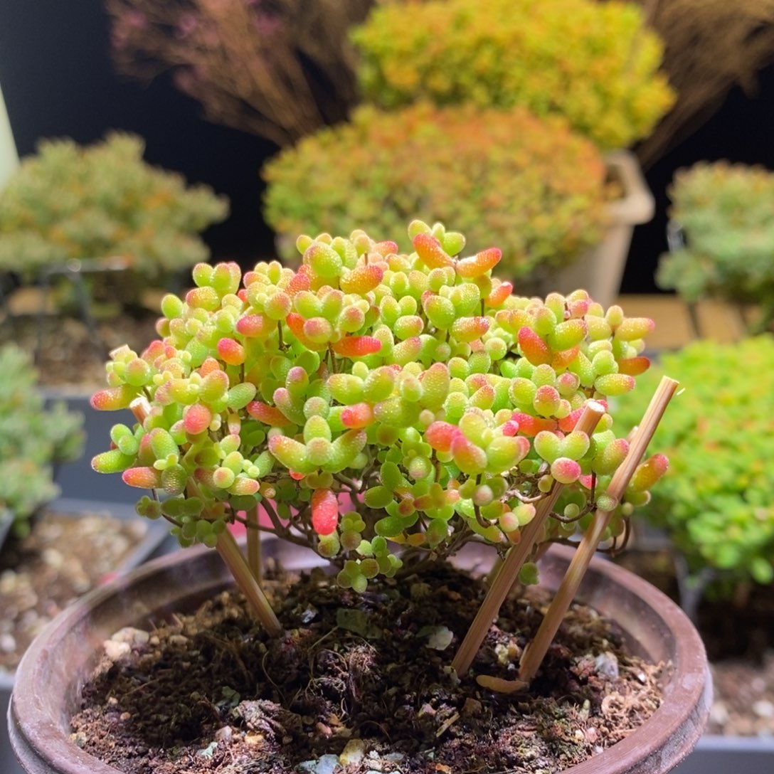 蜜桔枝干番杏944