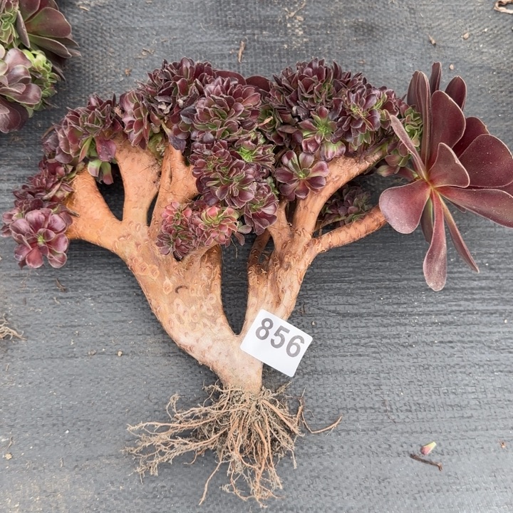 东***多肉植物欧紫缀856