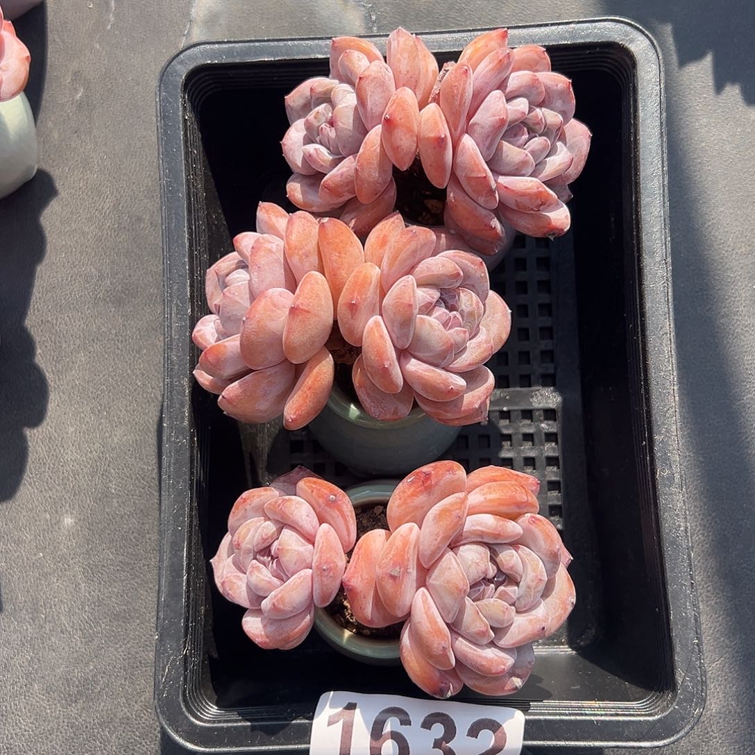 静***•三个双头星影带盆发1635