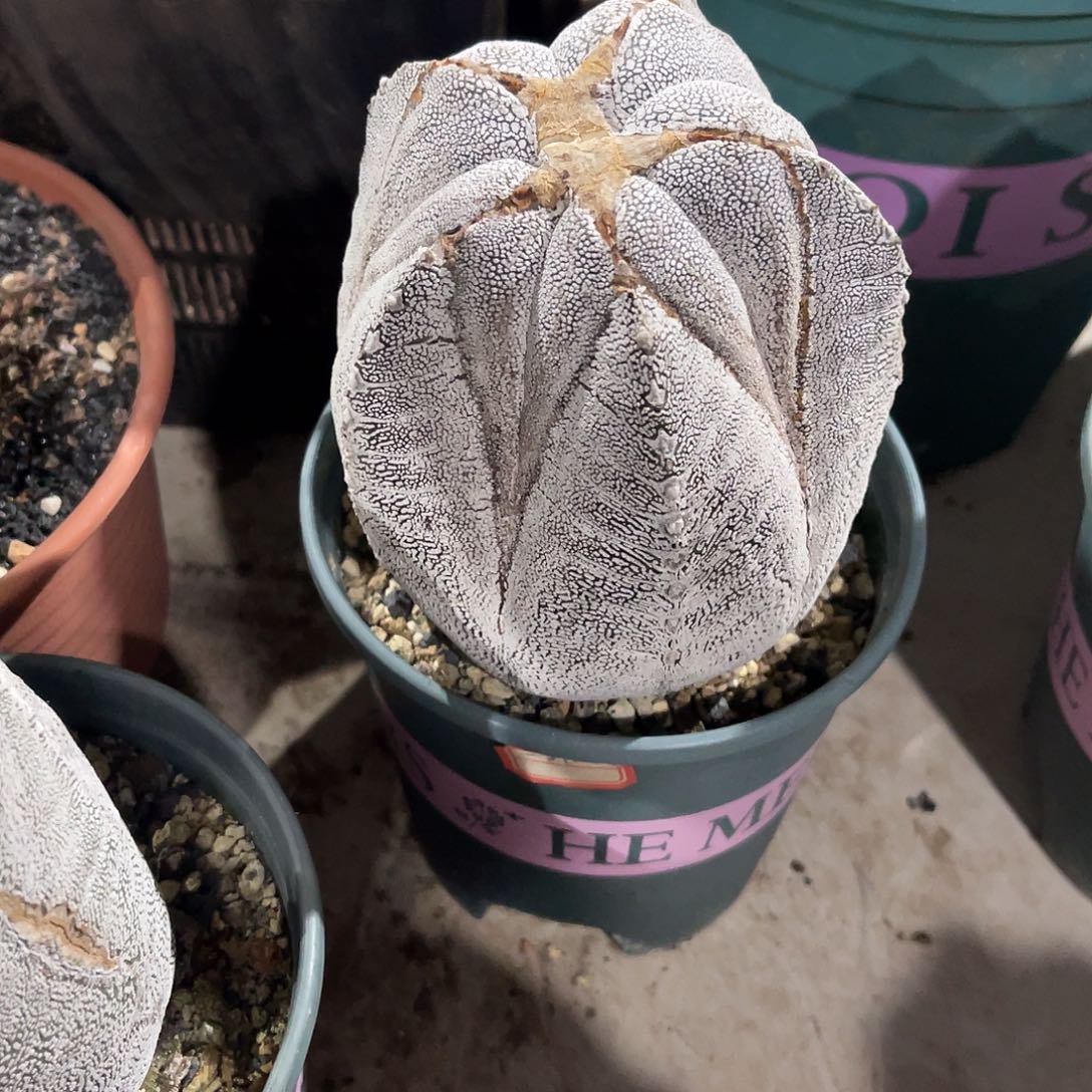 一物一拍偏远地区不包邮