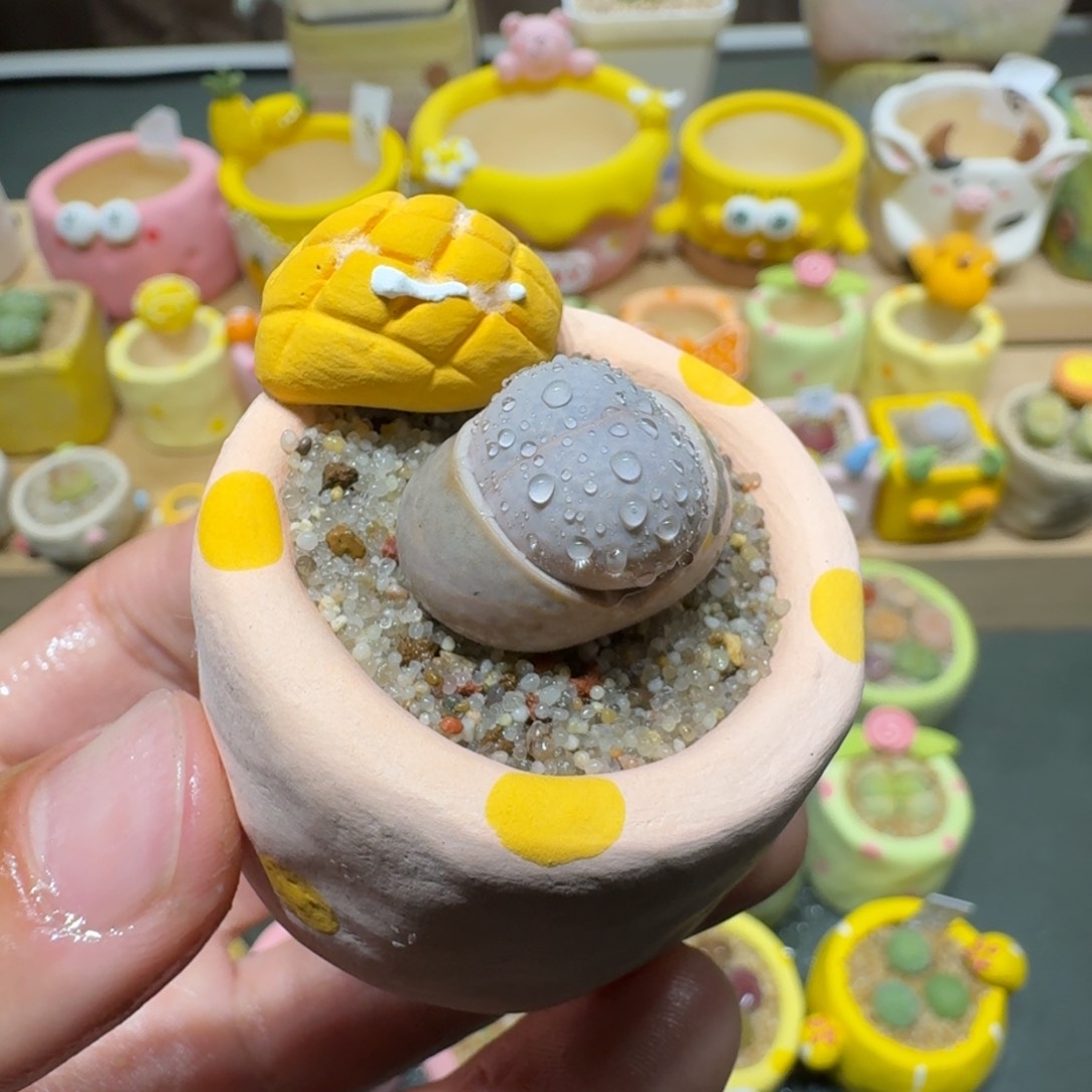 红陶蘑菇434高尔夫