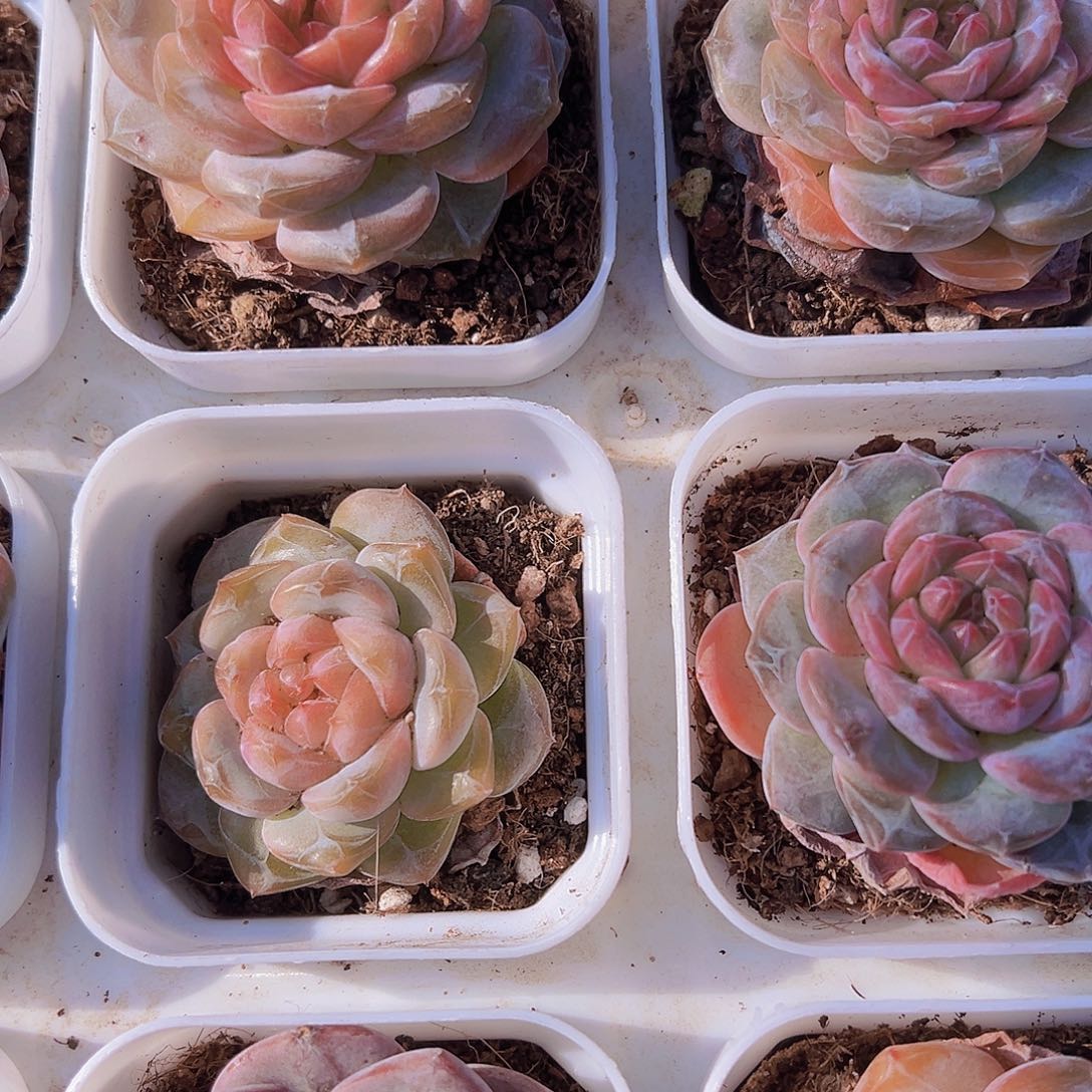 大冰魄6.5盆19包邮多肉