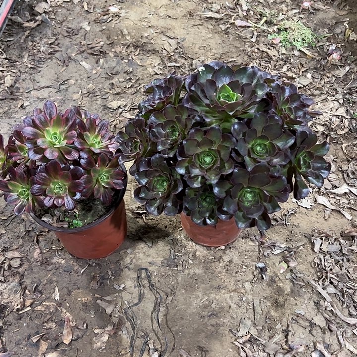 骏***》安娜十魅金玫瑰0000004