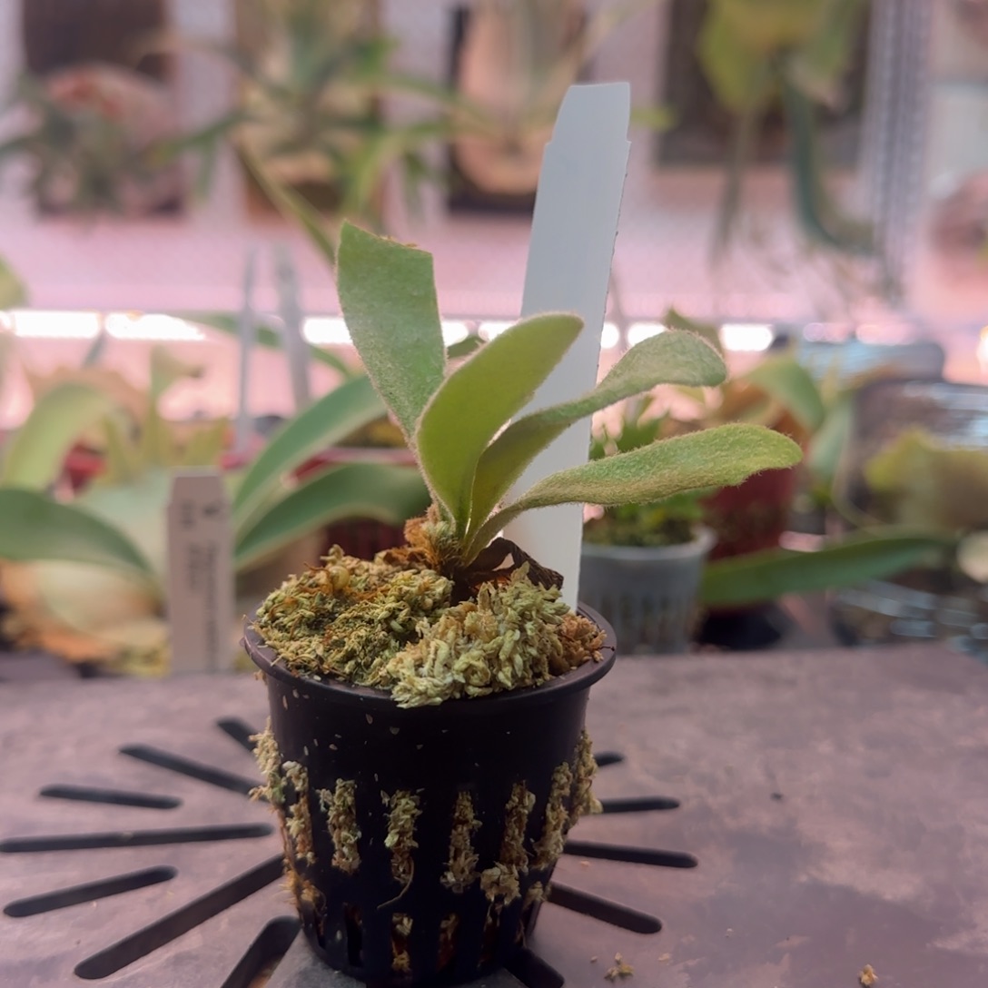 lisa银鹿鹿角蕨孢子苗