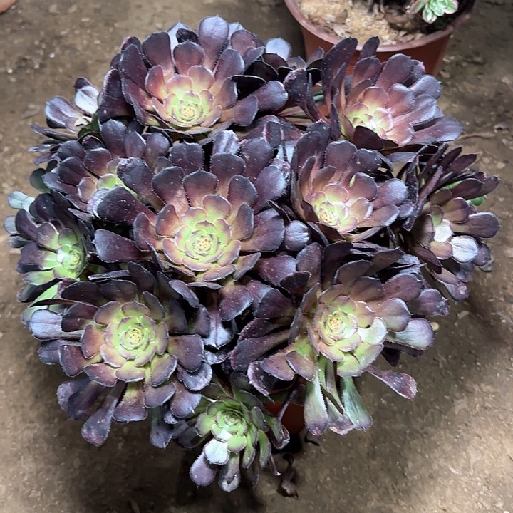 多肉植物黑暗萝莉30