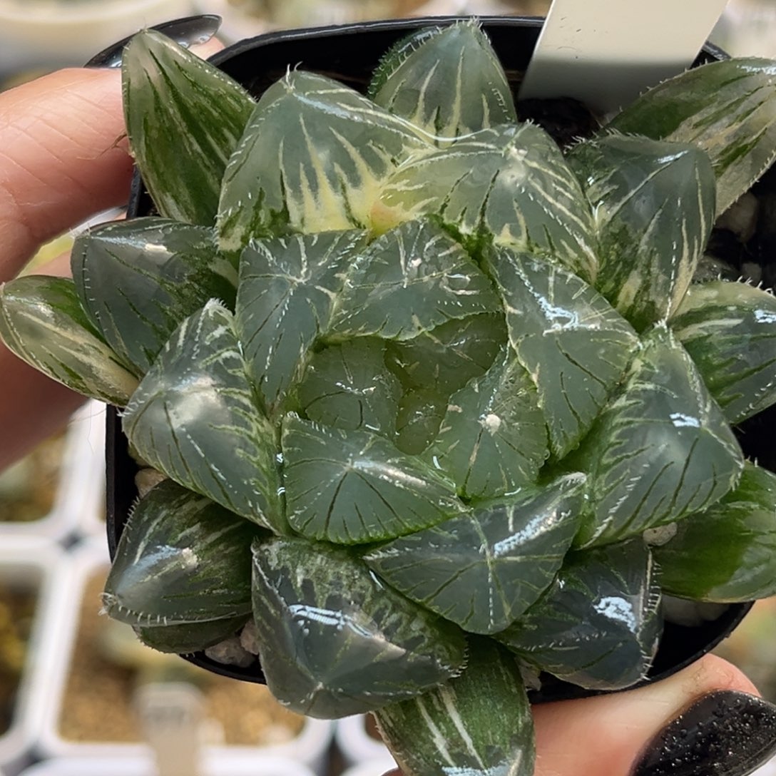 48特大蓝镜玉露锦福利专场