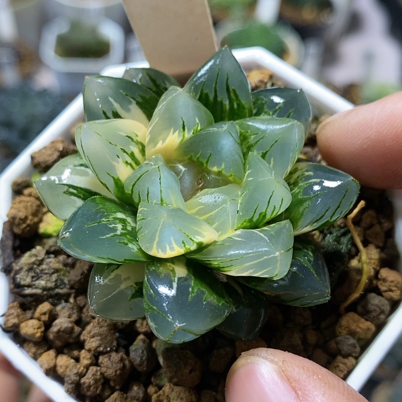 【闪购商品】129北极之光