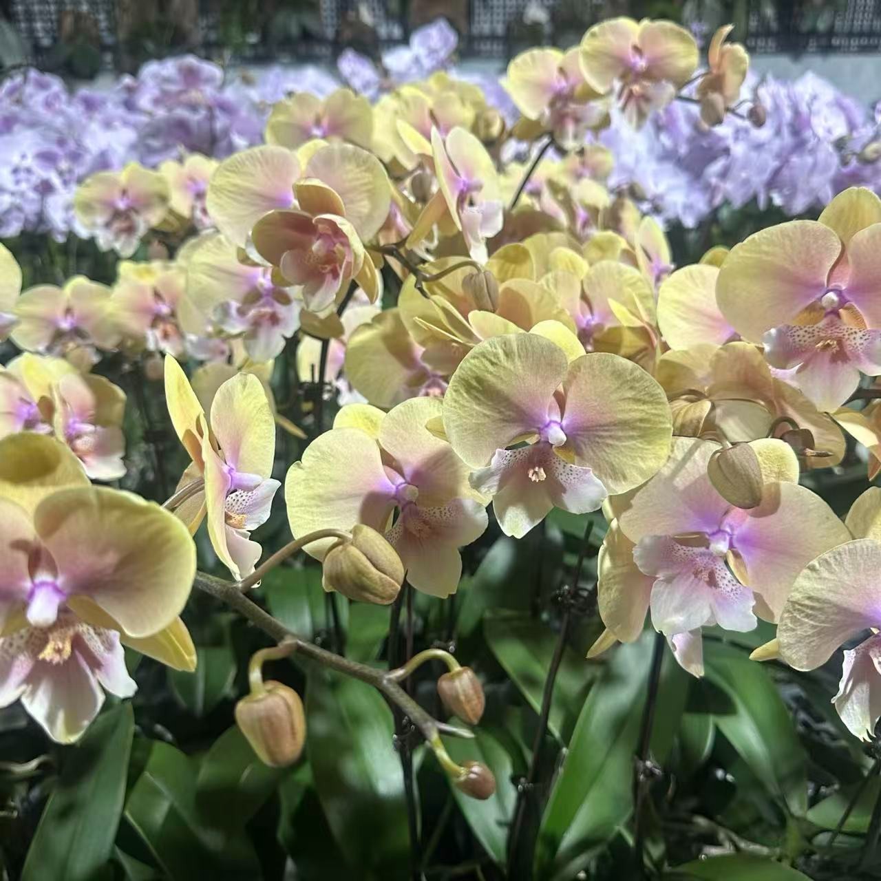 【2颗装、开爆不售后】2.8寸 黄桃之梦-开花株 叶微瑕  珍奇蝴蝶兰