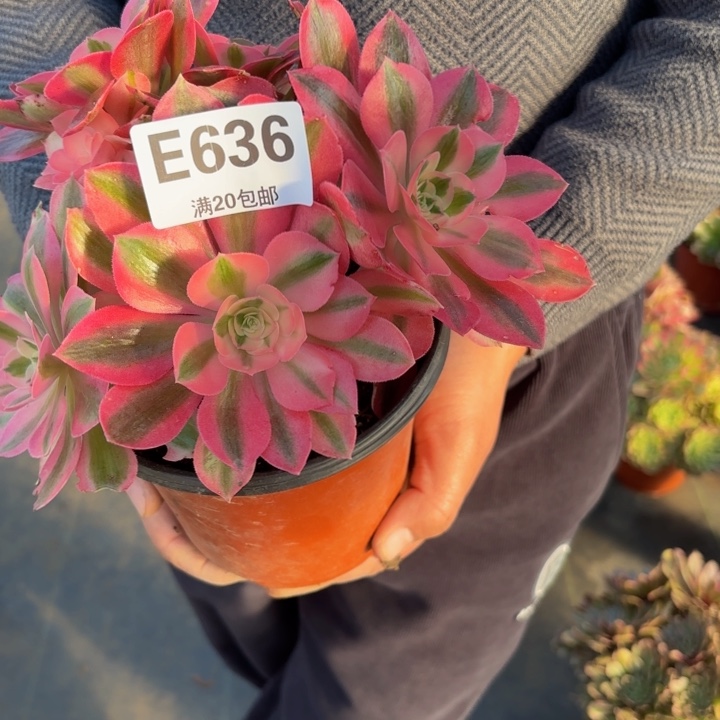 瑞妈，，。。。。。636女巫，