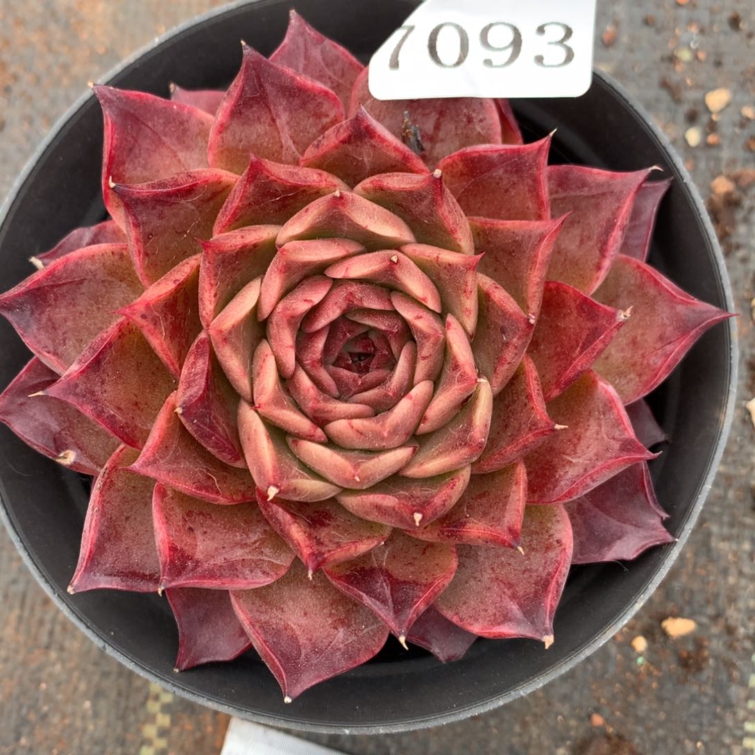 7093杂交多肉植物