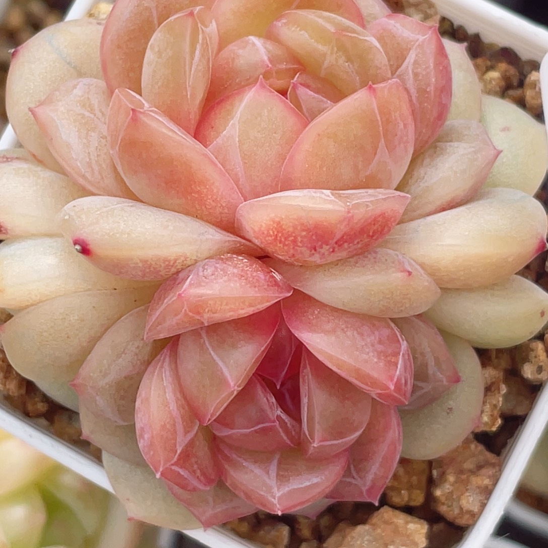 608多个人在这里吃着烧烤