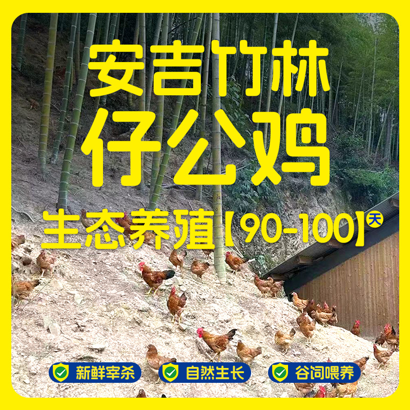 竹林散养仔公鸡肉质紧实有嚼劲单只净重950g【开学季】