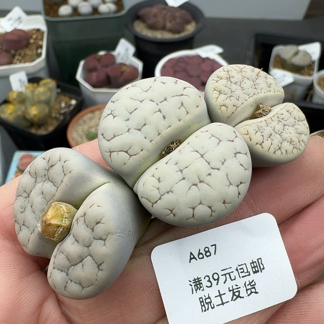 687多肉哈哈哈哈哈哈哈