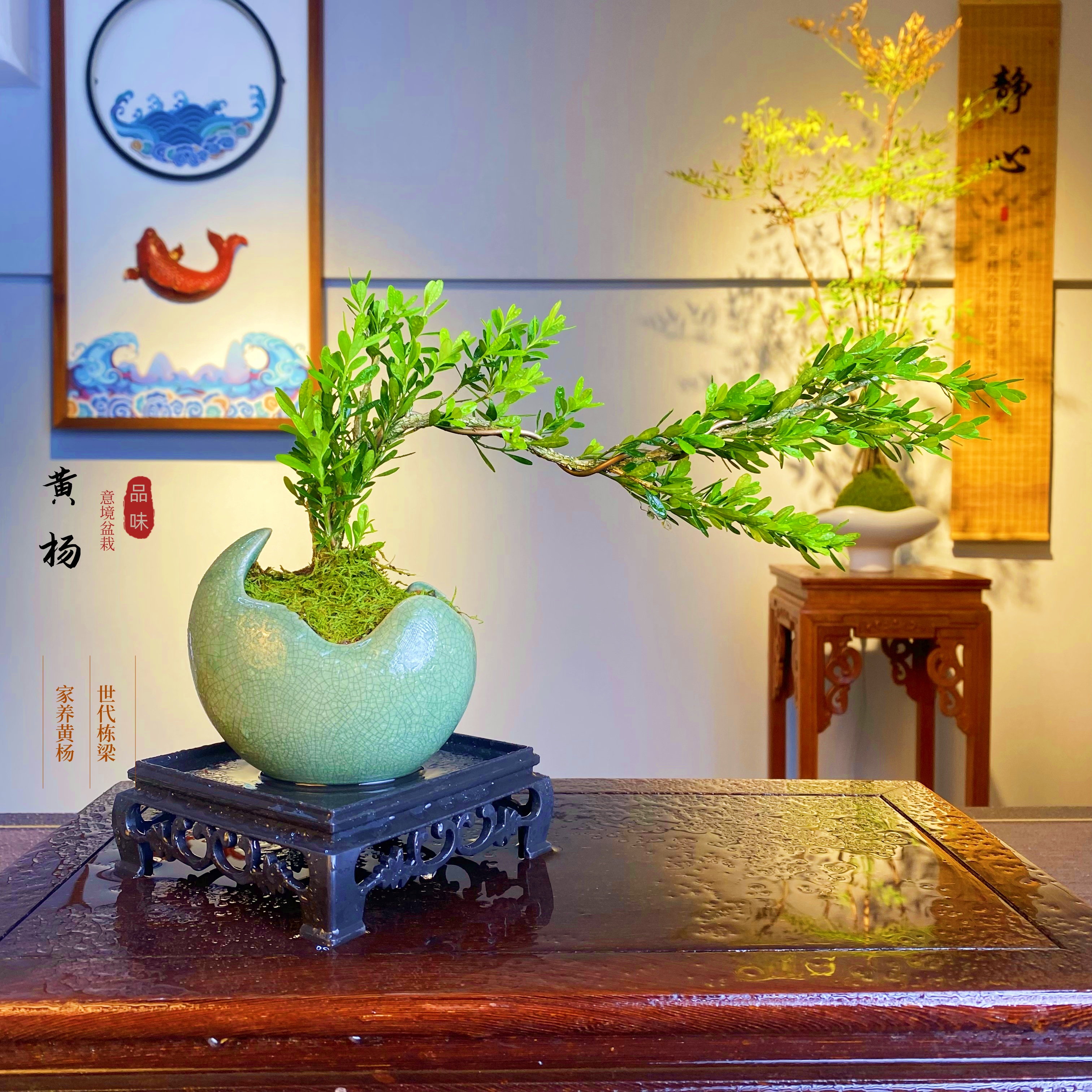 黄杨盆栽绿植室内客厅书房办公室茶桌四季好养美观装饰