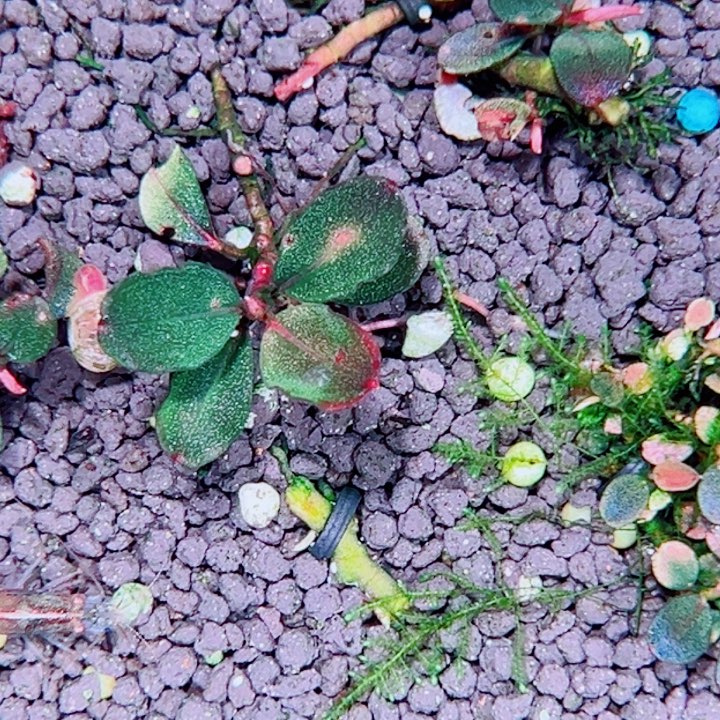 福利83号福利价植物一头