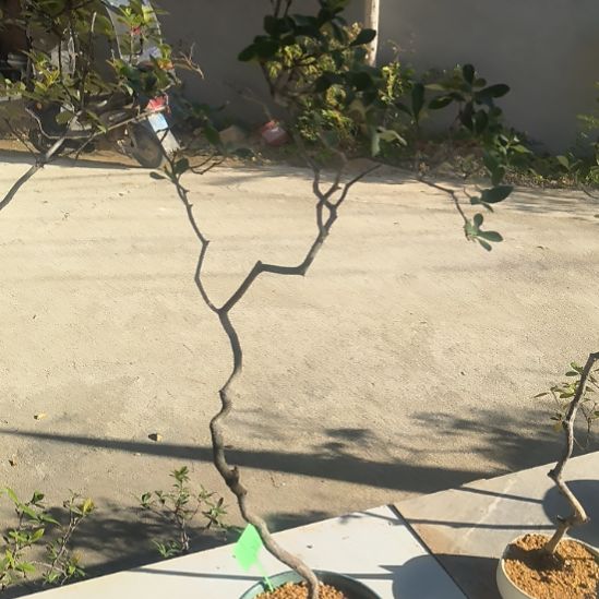 青***）无花朵海  岛  春  花