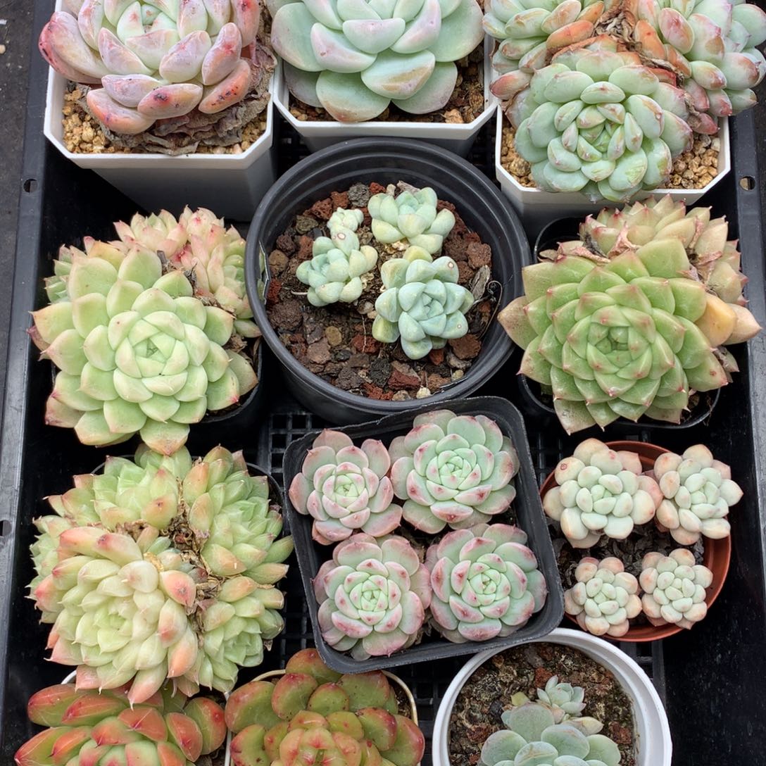 1121-59 套餐一组