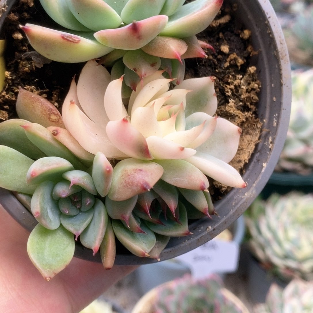 034锦锦锦锦锦锦