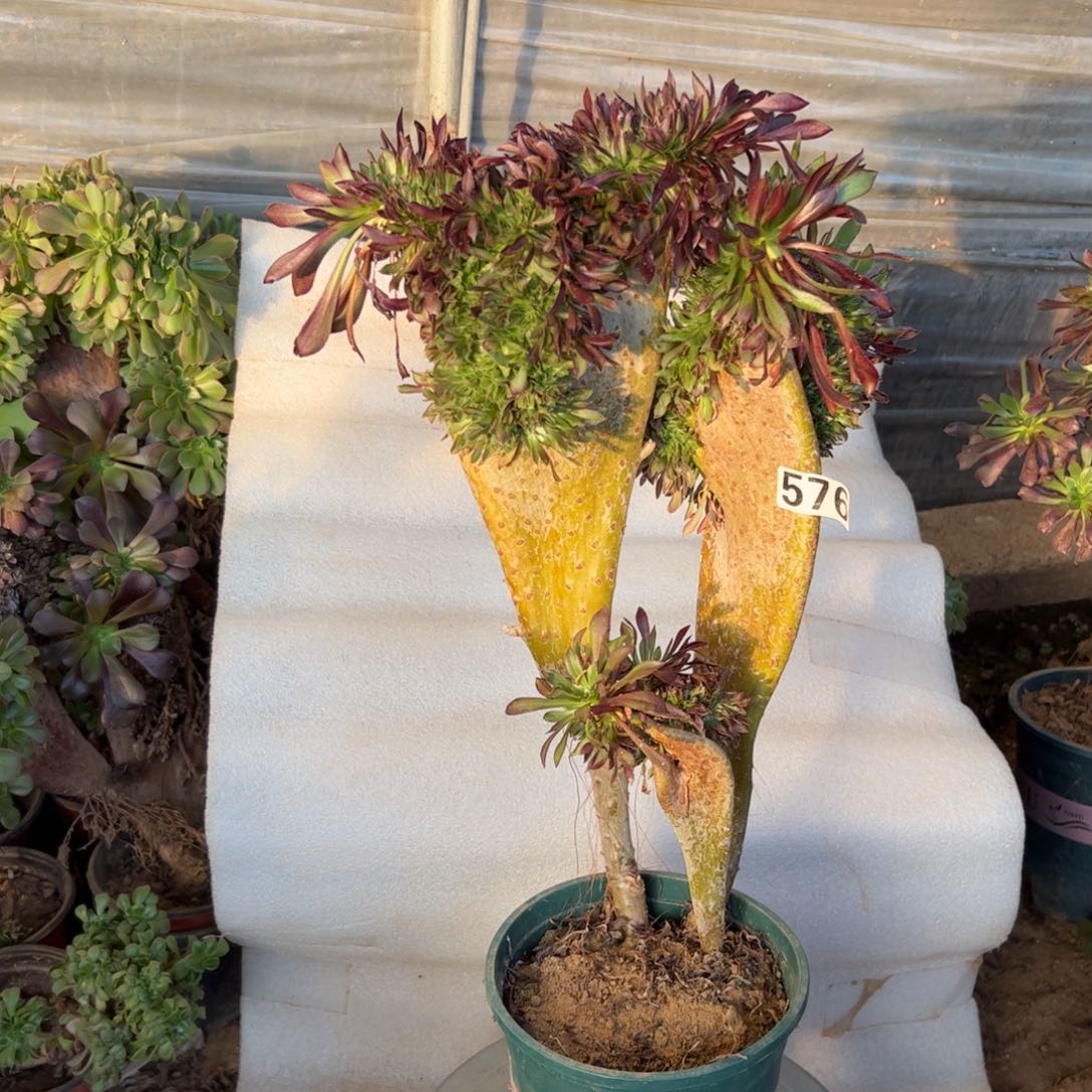 微瑕疵黑缀576高度40厘米