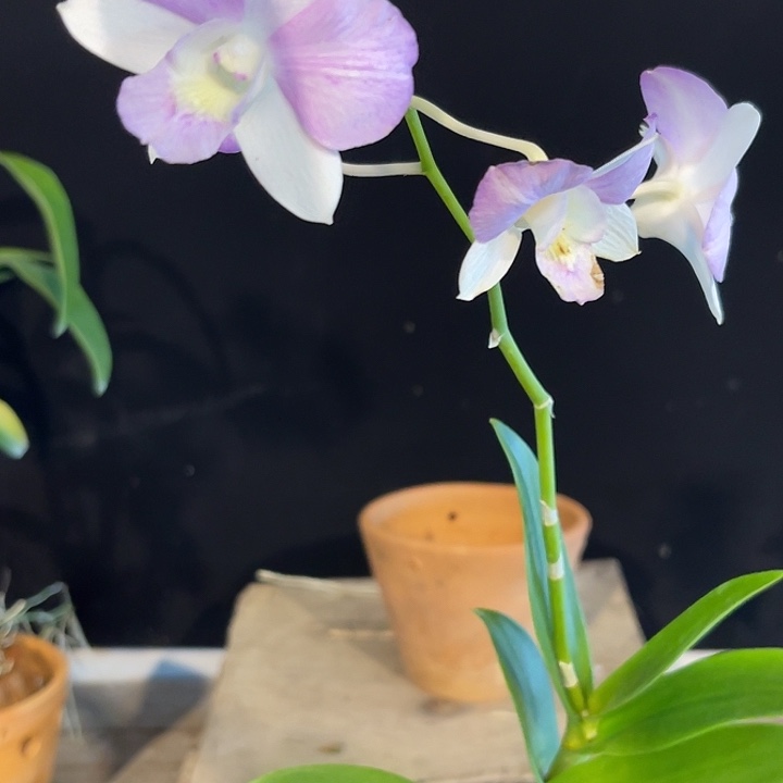 完全开放2140个体